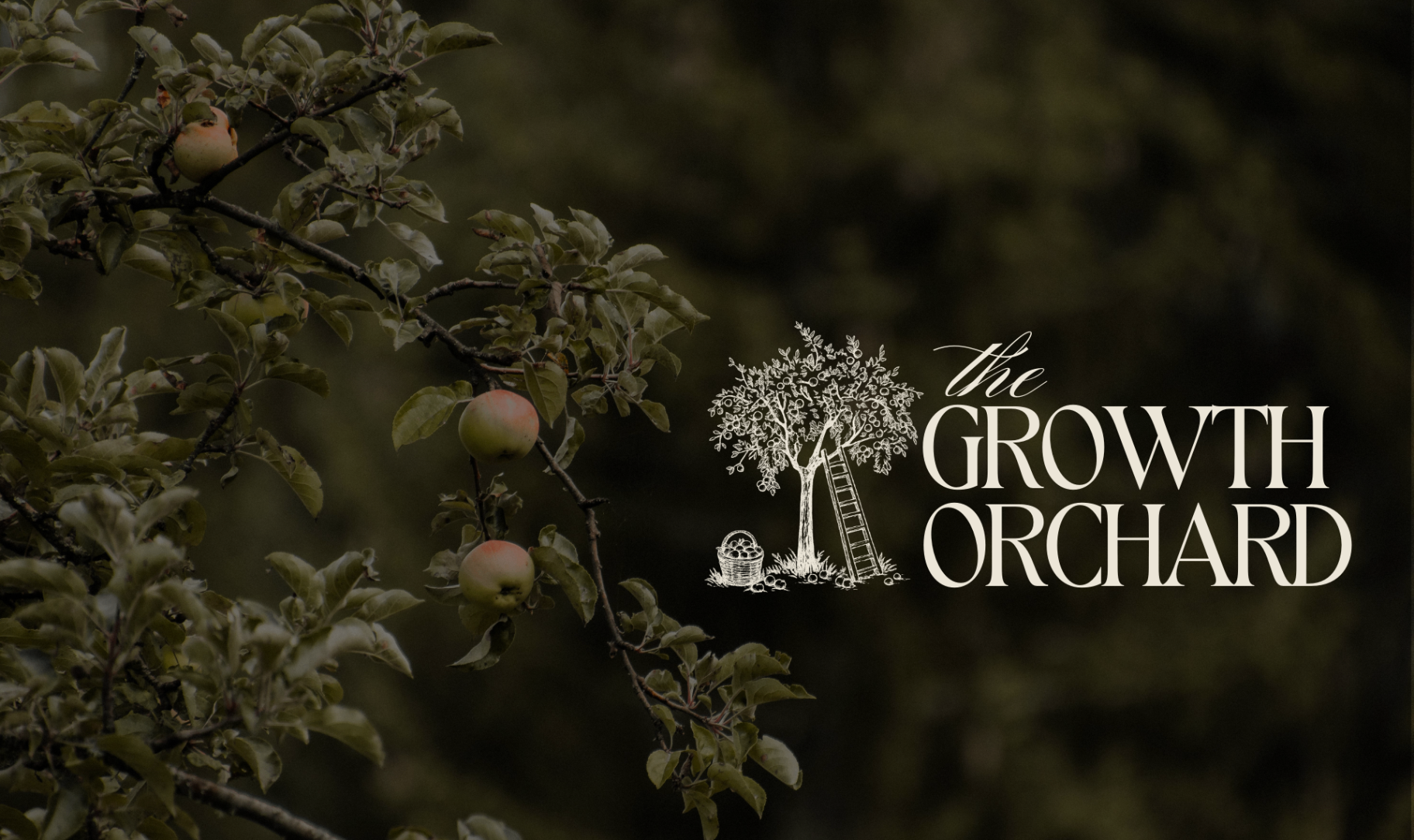 Close-up of apple tree branches in an orchard